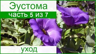 ? Уход за эустомой в саду: подкормка и цветение, болезни и вредители эустомы