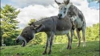 #horsemeeting #sex #donkeymating #donkeymeeting   Indian Super Murrah Donkey Meeting First Time try
