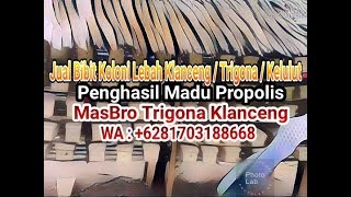 WA. 081703188668 Jual Bibit Koloni Lebah Klanceng / Trigona / Kelulut Penghasil Madu Propolis