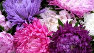 Астры букеты клумбы Красивое видео\Aster bouquets flower beds Beautiful video
