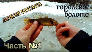 Ловля РОТАНА со льда - ГОРОДСКОЕ БОЛОТО! Первый лёд! (Часть первая) Предоткрытие сезона