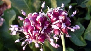 ВЫРАЩИВАНИЕ ЧЕСНОКА ИЗ ВОЗДУШНЫХ БУЛЬБОЧЕК.  КАК ОМОЛОДИТЬ ЧЕСНОК