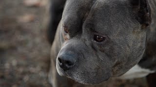 AMERICAN BULY KENNEL - BOSSMADE BULLYZ 2016