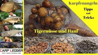 Karpfenangeln mit Tigernüssen - Karpfenangeln Tipps und Tricks, kochen, karpfenangeln 2018 (teach)