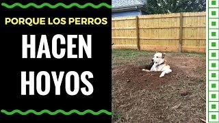 Porque los Perros Escarban y Hacen Hoyos en el Jardín