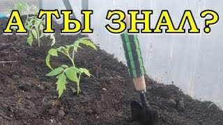 Высаживаем переросшие ТОМАТЫ  лежа