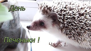День Печеньки ! Часть 1. День рождения хомяка !