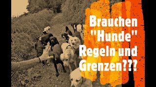 Sind Regeln und Grenzen sinnvoll  Hundetrainer Steve gibt Antworten 4