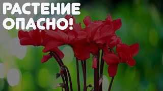 НИКОГДА НЕ ОСТАВЛЯЙТЕ СЕБЕ ЭТИ ЦВЕТЫ! ЭТО БЕДА В ДОМЕ!