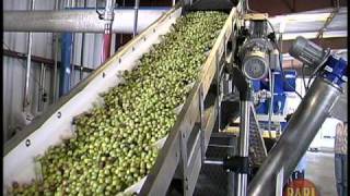 Bari Olive Oil Mill Operation