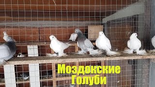 08.02.20. Моздокские голуби. Mozdok pigeons.
