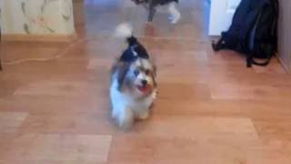 Щенки Бивер йоркширского терьера. Biewer Yorshire terrier female puppies.