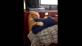 Diese Katze flippt total aus