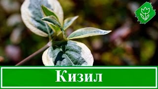 ? Кустарник кизил – посадка и уход, обрезка и размножение кизила; свойства и противопоказания