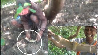 Kepiting Bakau & Kalong Di Hutan Mangrove Part 1.