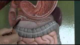 Anatomy 6, Gastrointestinal tract