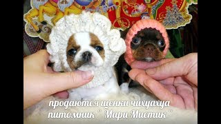 ПРОДАЮ ЩЕНКОВ ЧИХУА + ШАПОЧКИ ДЛЯ СОБАК#продаючихуа( ПИТОМНИК "МАРИ МИСТИК" )