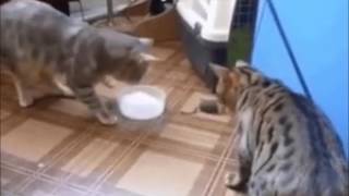 Коты евреи