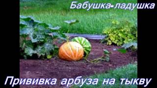 Учимся делать прививку "арбуза" на тыкву.ч.1