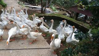 RAME & RIBUT ROMBONGAN SI CANTIK MINTA BELAI. ANGSA, SOANG MINTA MAKAN.