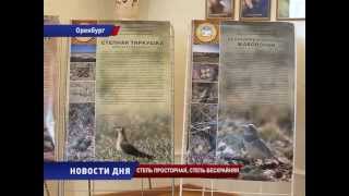 Заповедник «Оренбургский»