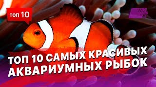 Самые красивые рыбы, которых можно содержать в аквариуме