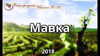 Мавка урожая 2018 года