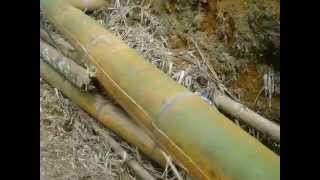 como hacer una esterilla de guadua ( guadua plana) bambú plano  flat bamboo