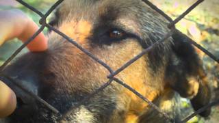 Max, Piggy, Gücül Toshiba Camileo S20 Test [Short Clip] 1080p