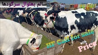 Hf calf for sale in mandi,Sargodha.