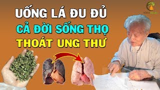 Giáo sư tiết lộ loại lá trường thọ tốt hơn cả nhân sâm (ĐẶC BIỆT CHỮA UNG THƯ)