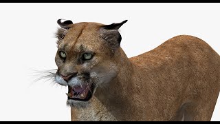 Animated Mountain Lion (Cougar, Puma) 3d Model | PROmax3D