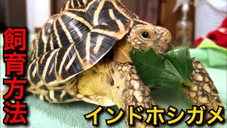 【最速】１分で分かるリクガメ飼育ー基礎編多湿系ー