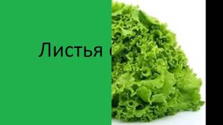 Правильное питание красноухих черепах 1 часть