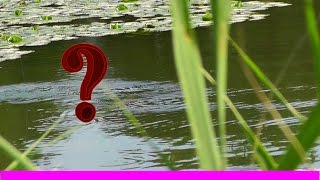 и "ЭТО" умеет топить поплавок :) Поклевки. Рыбалка. Ловля на поплавочную удочку. fishing. поплавок