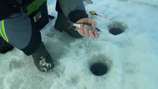 Чебак на мухомормыш и мотыль на Волчихинском водохранилище