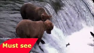 PBS Nature Documentary   Salmon  Running the Gauntlet