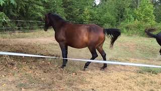 MRM Black Magic - Pasture Breeding - Courting a Mare - Morgan horse