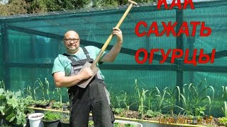 Огурцы в ведре .   Как сажать огурцы. Новинка 2017