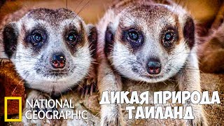 Дикая природа Таиланда (Часть 1 из 2) | Документальный фильм про животных | (National Geographic)