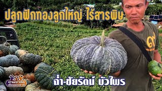 "ปลูกฟักทองลูกใหญ่ ไร้สารพิษ" ฉ่ำ(ชัยรัตน์ บัวไพร)//สามอาชีพฯ