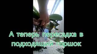 Растим орхидеи вместе. Пересадка орхидеи. Всё, что нужно знать новичку и не только.