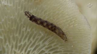Equipe de pesquisadores descobre larva bioluminescente em São Paulo
