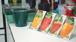 Как вырастить рассаду перца. Часть 1.