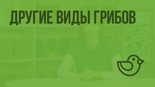 Другие виды грибов. Видеоурок по окружающему миру 1 класс