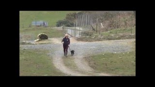 Dog Training- Pulling on the Lead- How to Teach Your Dog to Walk on a Slack Lead
