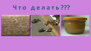 Что будет с медом, который остался в рамках после зимовки