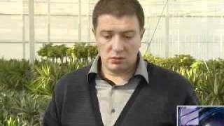 ყვავილების სათბური