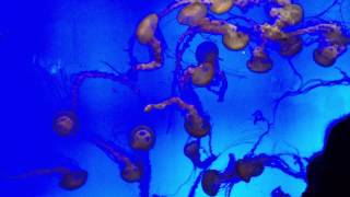 上海海洋水族館水母秀 美的讓陳俊光醫師駐足了好久