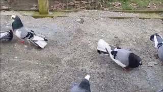 Beautiful Donek Pigeon 2019